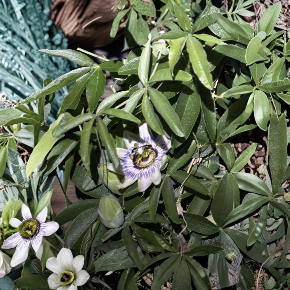 Set of 3 Possum Purple Passion Fruit Live Starter Plants | Passiflora edulis | Self-Fertile Fruit Vine | Tropical Climbing Plant | Easy to Grow
