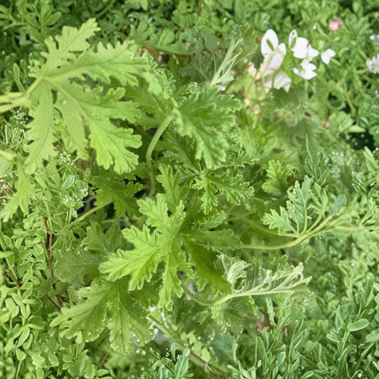 Citronella Mosquito Plant – Pelargonium citrosum Live Rooted Starter Plant | 2-Inch Pot | Scented Geranium | Easy to Grow | Container Friendly