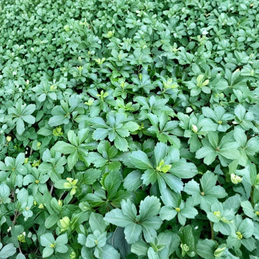 Japanese Spurge – Pachysandra terminalis Live Plant Cuttings | 15 Unrooted Cuttings | Evergreen Ground Cover | Easy to Root