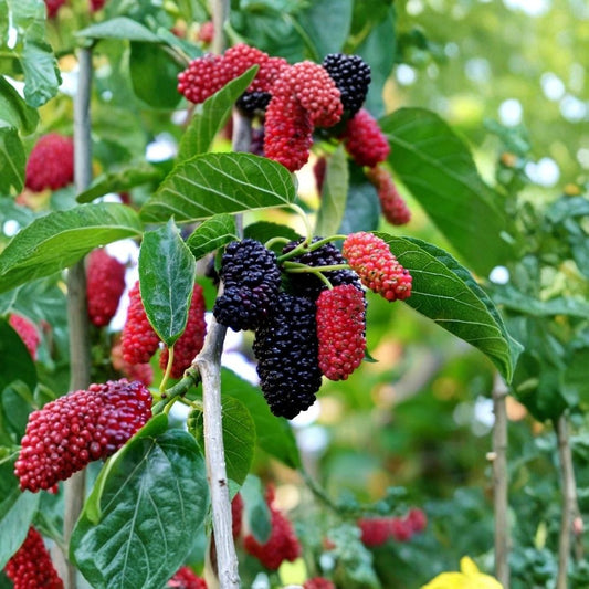 Dwarf Everbearing Mulberry Live Plants – Set of 2 | 4–6 Inch Tall | Morus Fruit Tree Starters | No Pot | Sweet Edible Berries