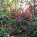 Acer palmatum ‘Hubbs Red Willow’ – Bamboo Leaf Japanese Maple | Red Linearilobum Maple | #3 Container | 20–30" Tall