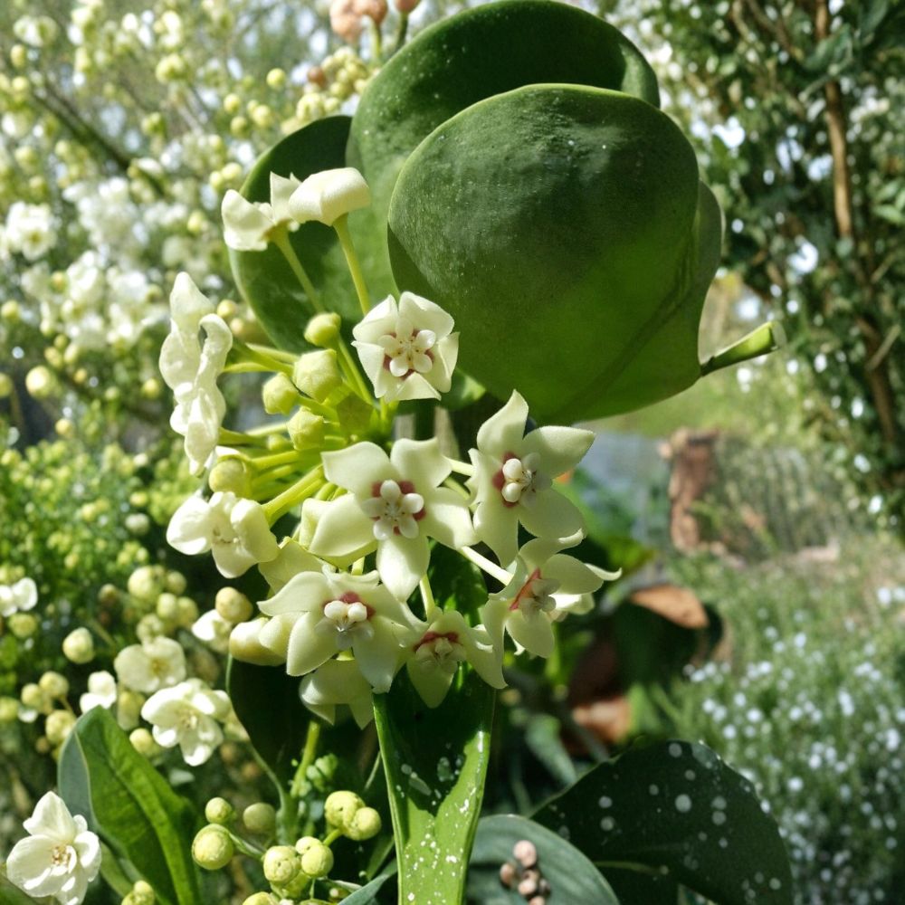 Hoya Australis Live Plant – Vanilla Wax Plant | 5+ Inch Bare Root Vine | Porcelain Flower Houseplant | Easy Indoor Tropical Plant
