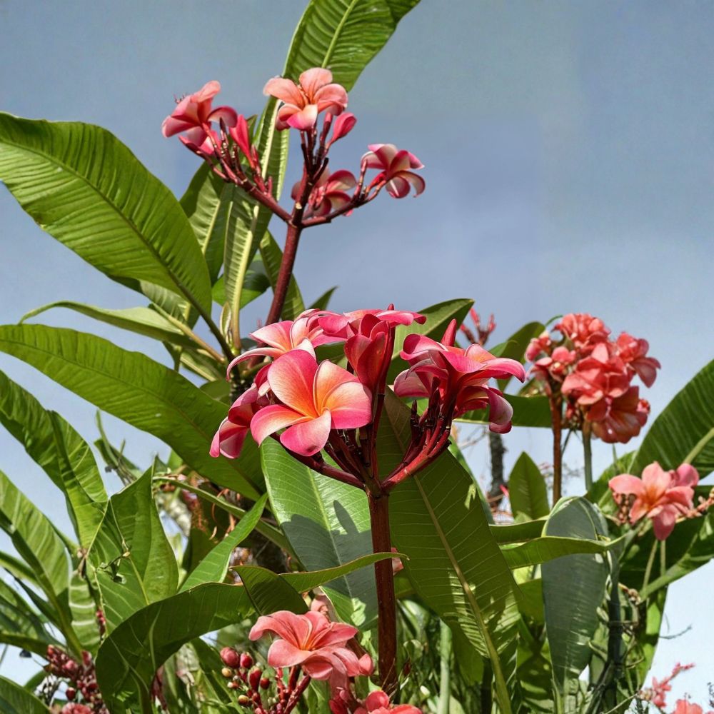 Pink Plumeria Live Cuttings | 3 Fresh 10-Inch Single Head Frangipani Cuttings | Tropical Flowering Plant | Easy to Root