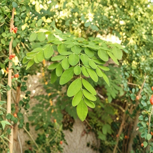 Moringa Live Plants – Moringa oleifera | 2 Plants | 3–6 Inches Tall | 4 Inch Pot | Drumstick Tree | Edible Tropical Plant | Fast Growing