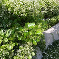 Manhattan Euonymus – Live Evergreen Shrub | 3 Gallon Pot Plant | Euonymus kiautschovicus | Privacy Hedge Landscape Plant