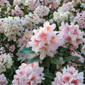 Rhododendron ‘Cunningham’s Blush’ Live Evergreen Shrub | White Pink & Gold Blooming Rhododendron | Hardy Landscape Plant | Field Grown 12–15 Inches Wide