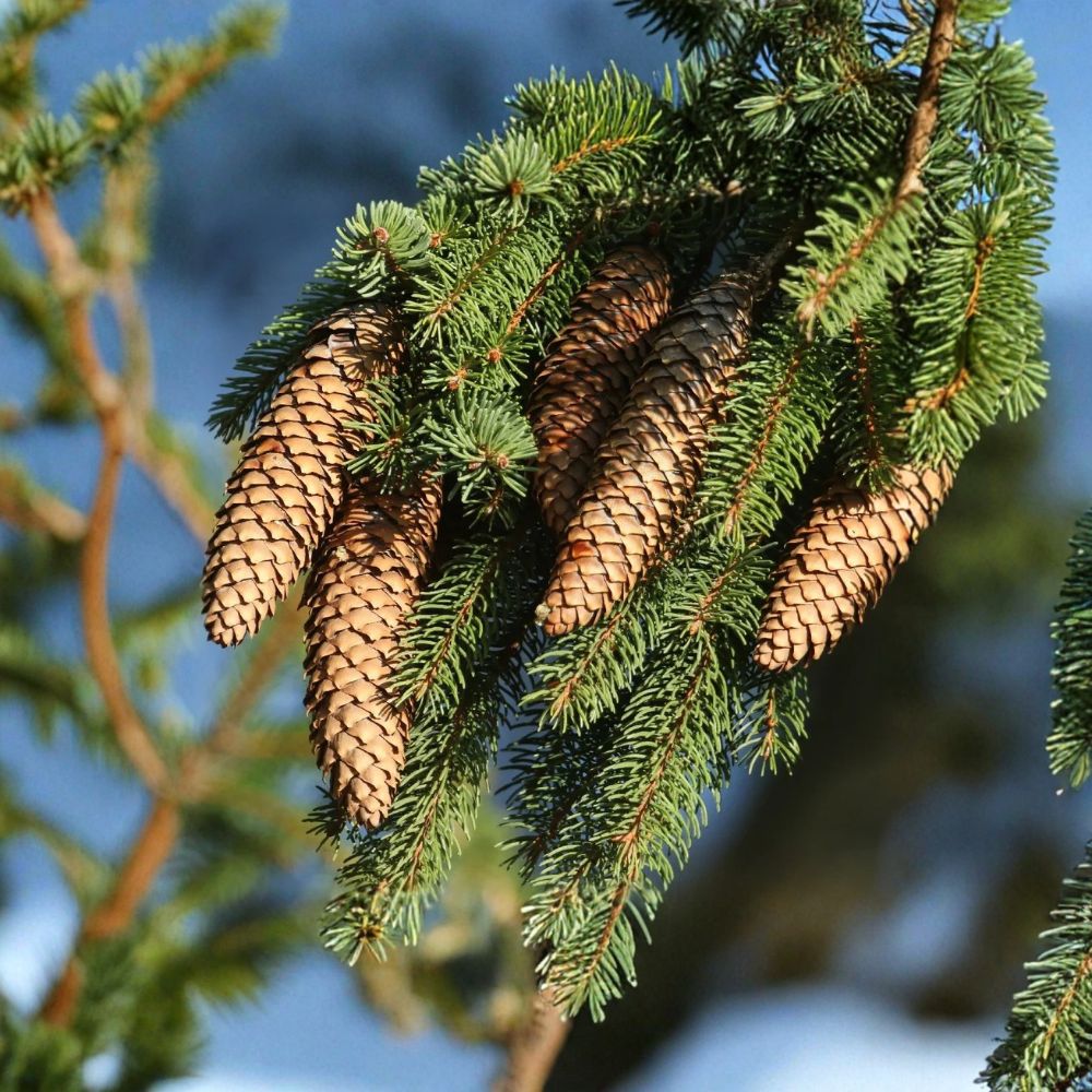 Sitka Spruce Live Starter Tree | Picea sitchensis Bare Root | 6–12 Inches Tall | Fast Growing Evergreen | Landscape Tree
