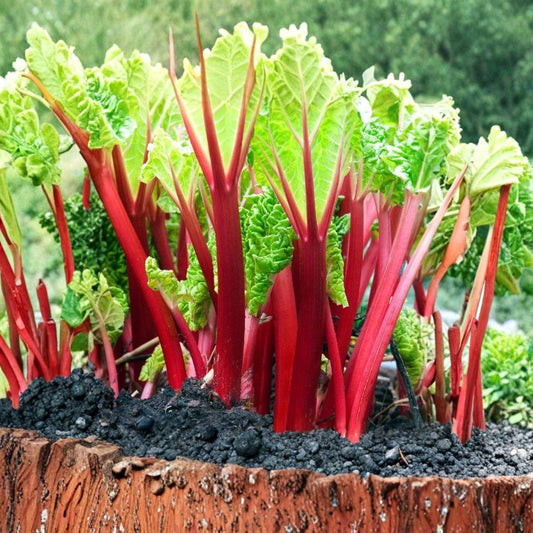 Victoria Rhubarb Bare Root | 5-Pack Rheum rhabarbarum | Heirloom Perennial Vegetable | Hardy Garden Plant | Easy to Grow
