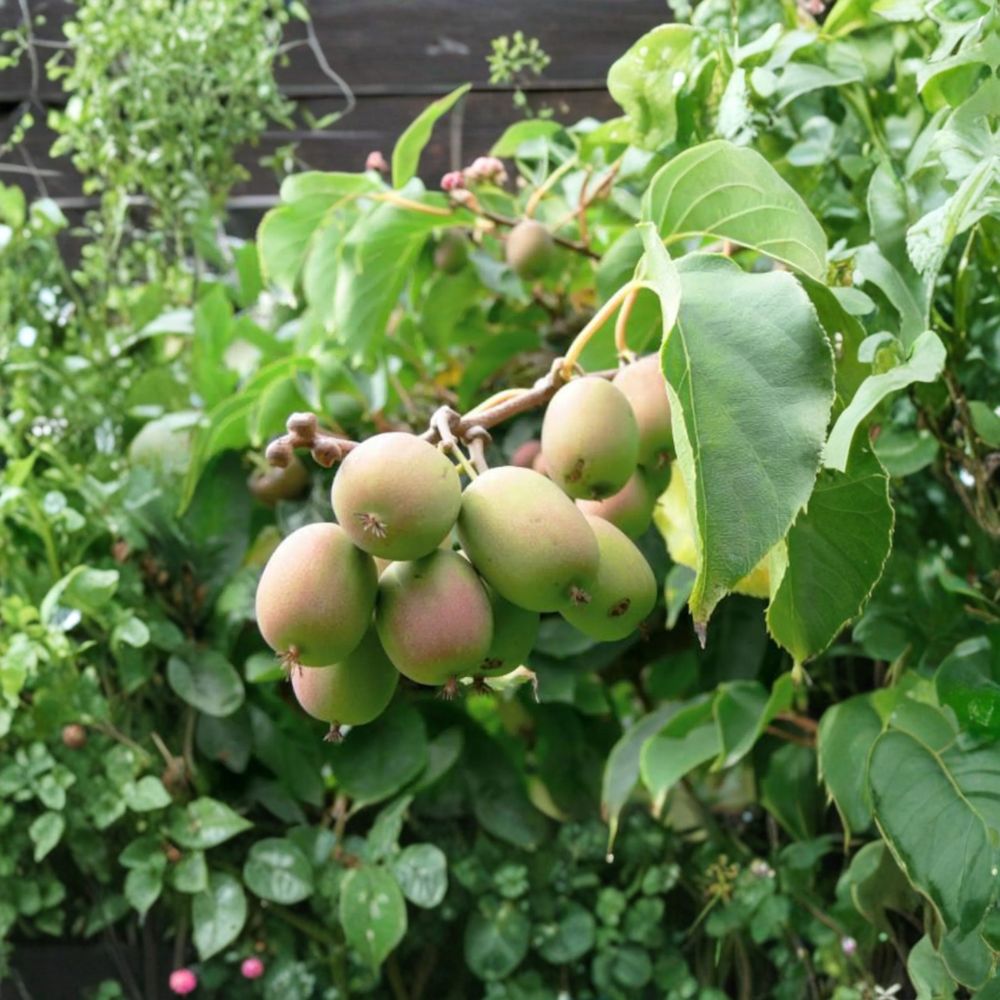 Anna Hardy Kiwi – Female Live Rooted Kiwi Vine | Ananasnaja Edible Kiwi Plant | Zones 4–9