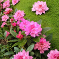 Rhododendron ‘Queen Alice’ Live Evergreen Shrub | Bright Pink Blooming Rhododendron | Cold Hardy Landscape Plant | #1 Container Grown
