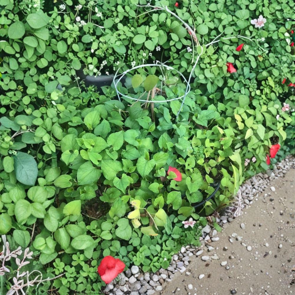 15 Live Fish Mint (Rau Diếp Cá) Bare Root Plants | Houttuynia cordata | Vietnamese Edible Herb | Ready to Plant