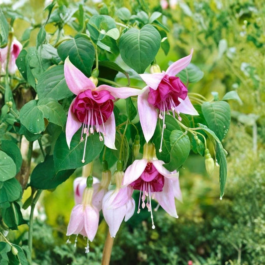 Bella Rosella Fuchsia Plants – Set of 2 Live Fuchsia Plants | 5 Inch Pots | Flowering Ornamental Plants | Hanging Basket & Shade Garden Friendly