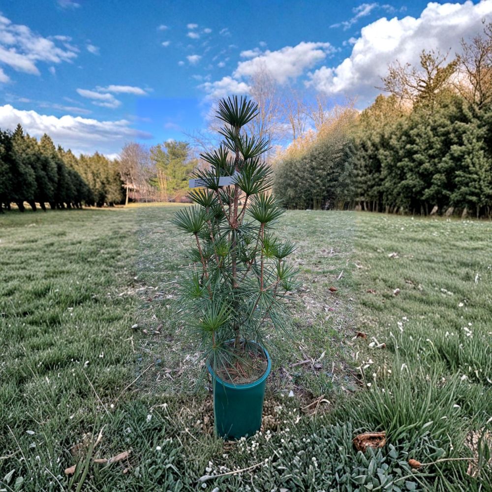 Wintergreen Japanese Umbrella Pine – Live Evergreen Conifer | 2 Gallon Pot Plant | Sciadopitys verticillata | Hardy Landscape Specimen Tree