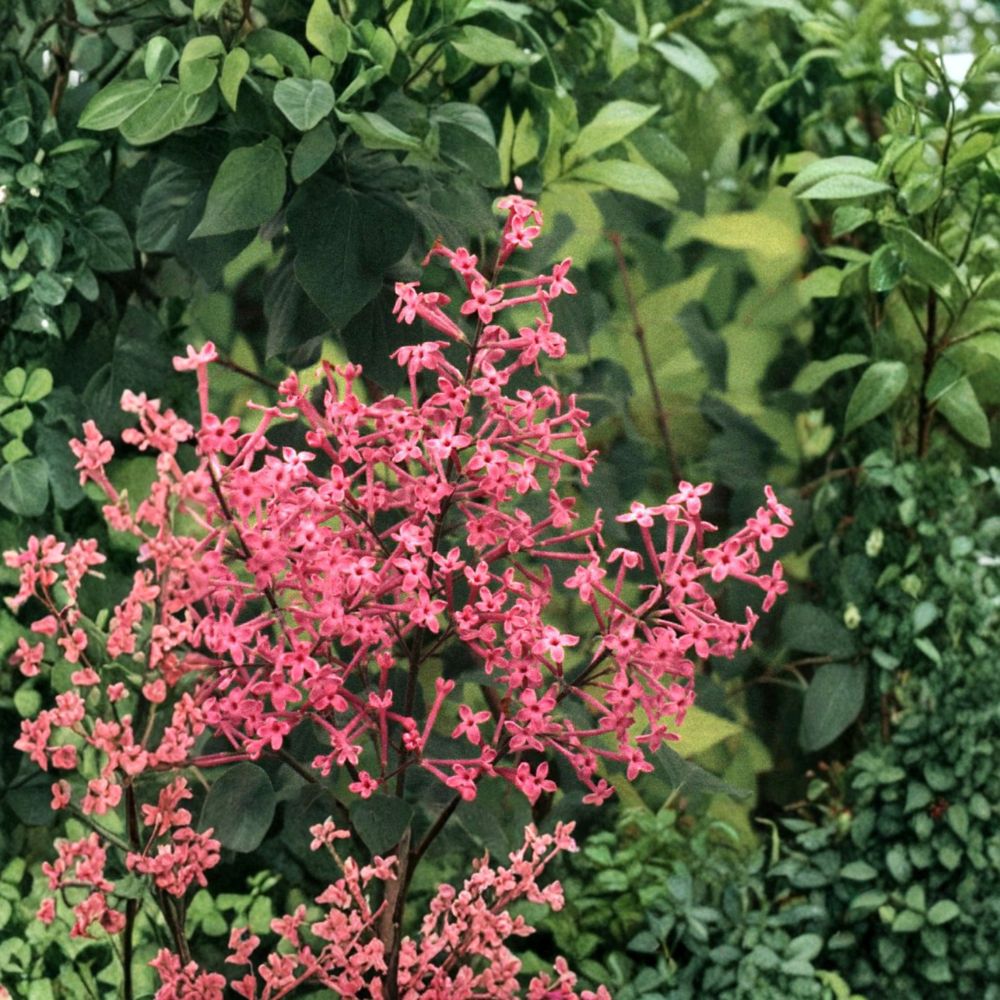 George Eastman Lilac – Live Flowering Shrub | 1 Gallon Pot Plant | Deep Pink Reblooming Lilac | Compact Fragrant Landscape Shrub