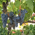 Cabernet Sauvignon Grape Plant – Vitis vinifera Live Vine | Includes Nursery Pot Premium Wine Grape Variety | Full Bodied Red Wine Grape | Backyard Vineyard Favorite