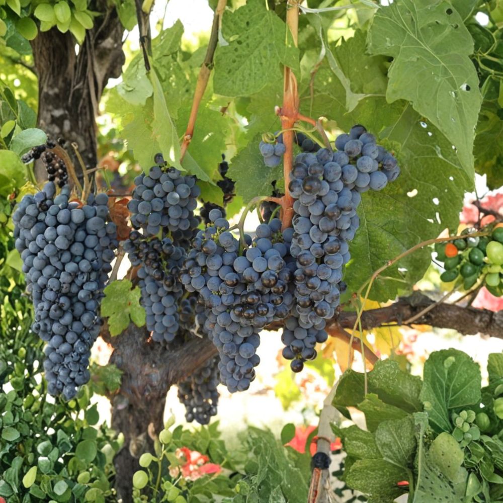 Cabernet Sauvignon Grape Plant – Vitis vinifera Live Vine | Includes Nursery Pot Premium Wine Grape Variety | Full Bodied Red Wine Grape | Backyard Vineyard Favorite
