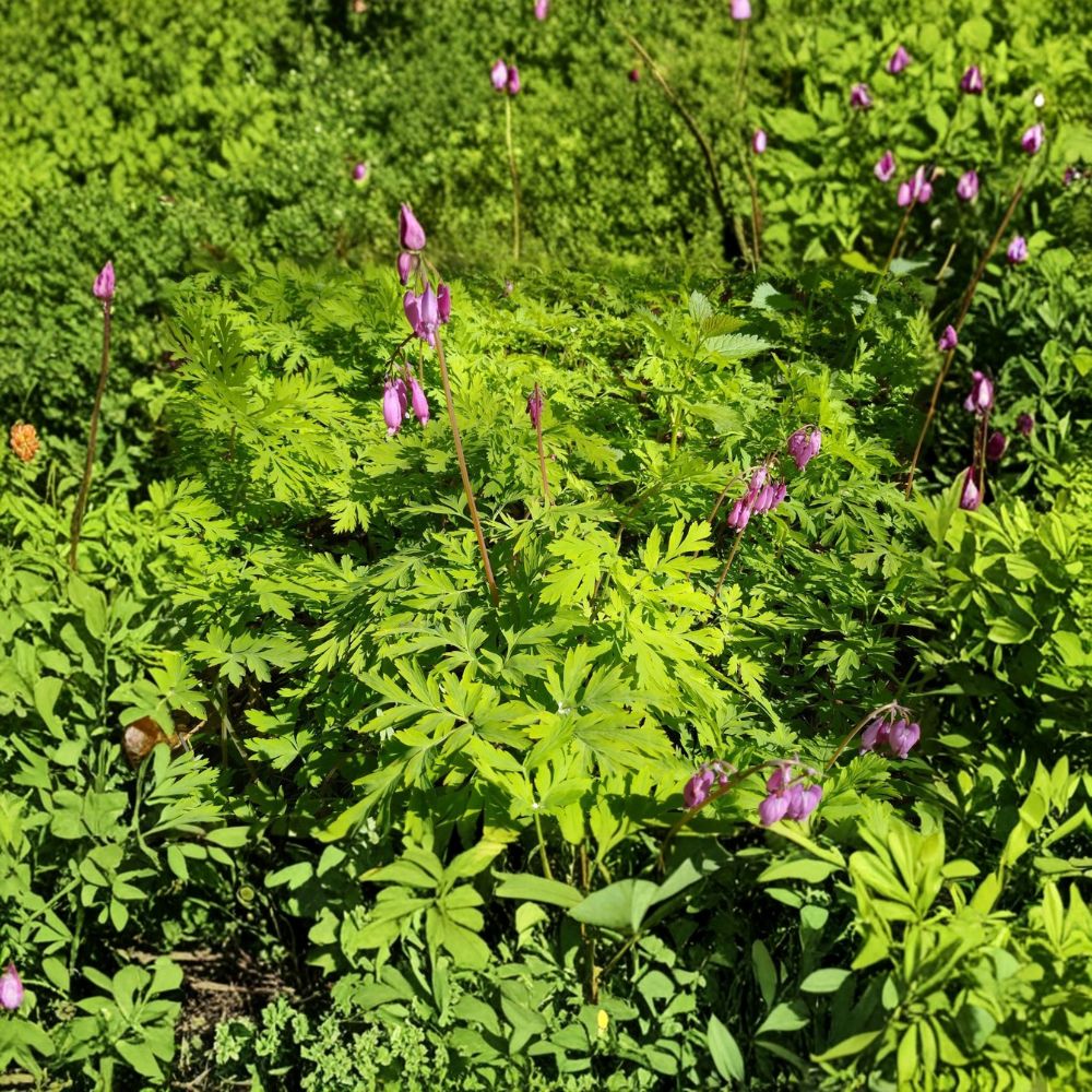 5 Pink Pacific Bleeding Hearts – Dicentra formosa Live Bare Root Rhizomes | Woodland Wildflower | Shade Loving Perennial | Easy to Grow