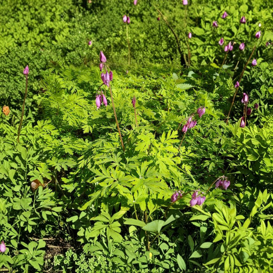 5 Pink Pacific Bleeding Hearts – Dicentra formosa Live Bare Root Rhizomes | Woodland Wildflower | Shade Loving Perennial | Easy to Grow