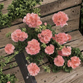 Coral Zonal Geranium Cuttings – Pelargonium | 10 Live Stem Cuttings | Bright Coral Pink Blooms | Easy to Root | Patio & Container Plant
