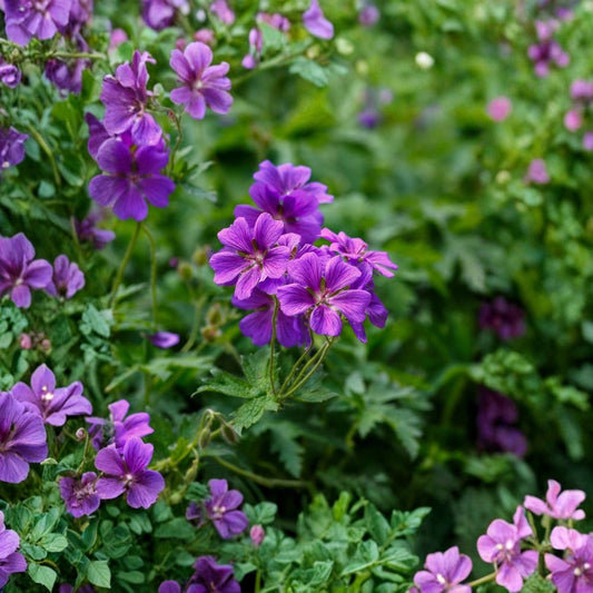 Geranium ‘Kashmir Purple’ – 3 Bare Root Plants | Hardy Cranesbill Perennial | Vibrant Purple Summer Blooms | Easy to Grow