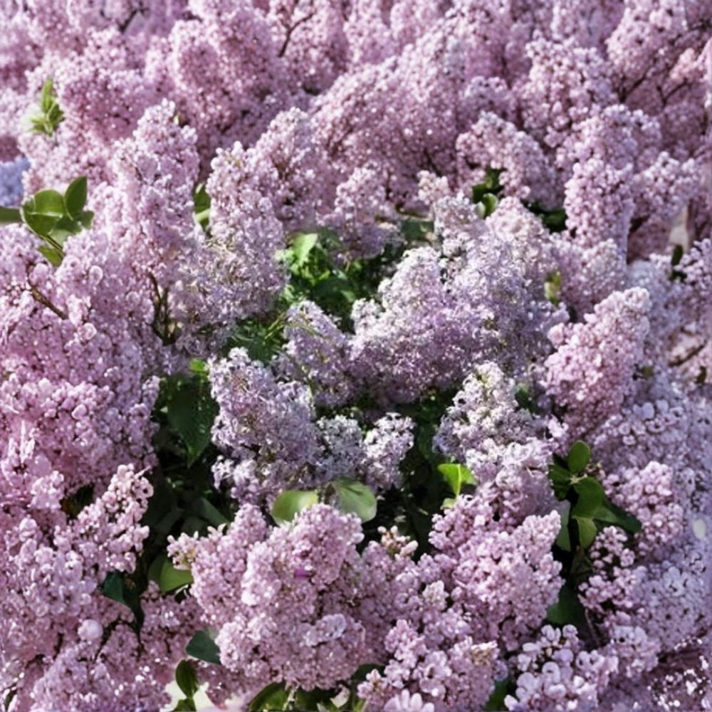 Old Fashioned Purple Lilac Bush – Syringa vulgaris Live Bare Root Plant | 6–12 Inches Tall | Fragrant Flowering Shrub | Easy to Grow