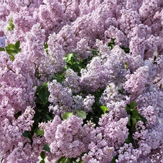 Old Fashioned Purple Lilac Bush – Syringa vulgaris Live Bare Root Plant | 6–12 Inches Tall | Fragrant Flowering Shrub | Easy to Grow