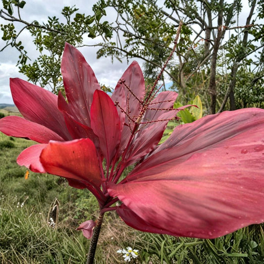 Hawaiian Lilinoe Red Ti Plant – Cordyline fruticosa Live Cuttings | 3 Starter Logs 6 Inches | Fresh Hawaiian Ti Cuttings | Tropical Ornamental Plant | Easy to Propagate