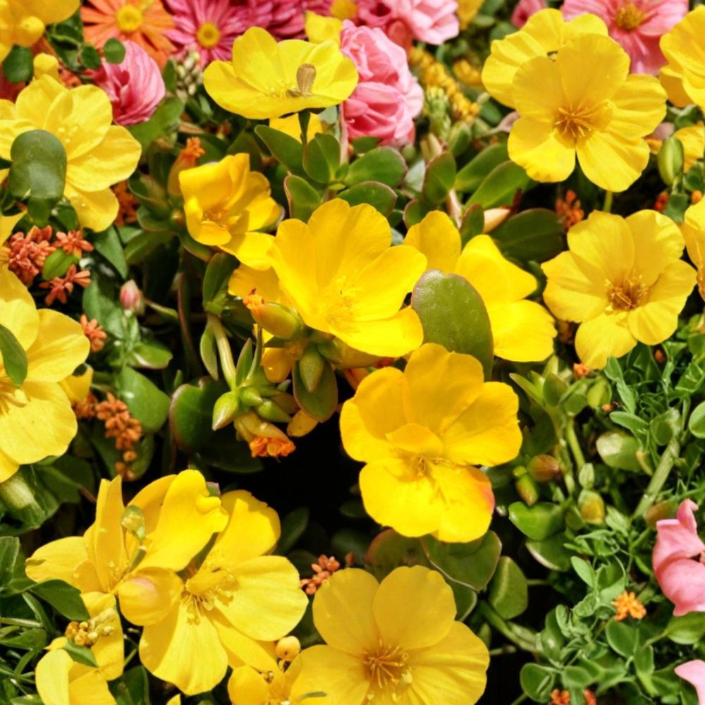 Set of 2 Jumbo Yellow Portulaca Live Plants | 5–9 Inches Tall | Bare Root Moss Rose | Bright Yellow Flowers | Heat & Drought Tolerant | Easy to Grow