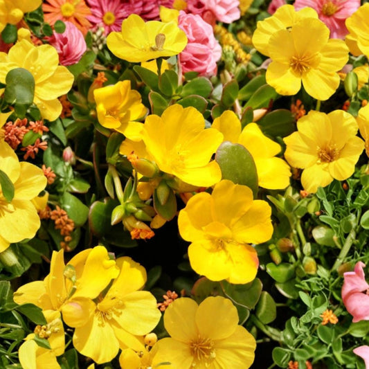Set of 2 Jumbo Yellow Portulaca Live Plants | 5–9 Inches Tall | Bare Root Moss Rose | Bright Yellow Flowers | Heat & Drought Tolerant | Easy to Grow