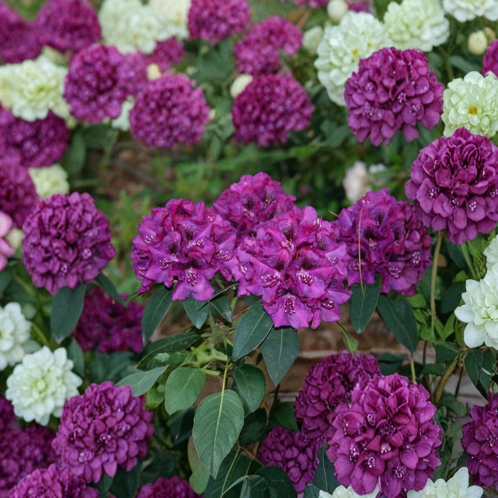 Rhododendron ‘Royal Purple’ – Evergreen Rhododendron | Deep Purple Blooms With Golden Blotch | #2 Container Plant