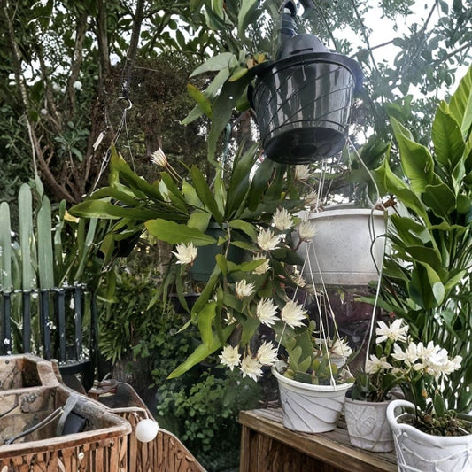 Queen of the Night Orchid Cactus Live Plant | Epiphyllum oxypetalum | Well-Rooted Fragrant Night-Blooming Cactus | Ships Without Pot