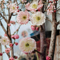 Fufen Ume Flowering Apricot Tree – Prunus mume Live Tree | 30–36 Inches Tall | Pale Pink Blossoms | Classical Ume Bonsai Favorite | 傅粉梅花 宫粉梅花