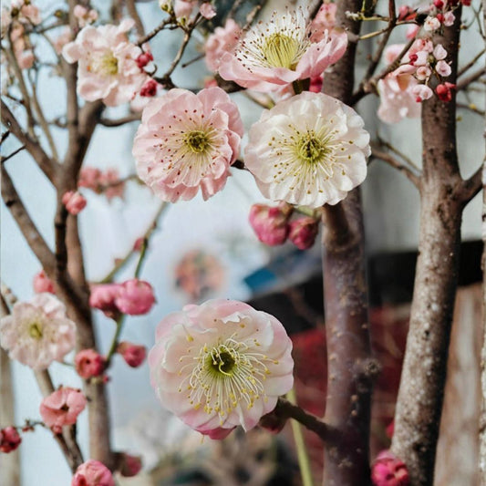 Fufen Ume Flowering Apricot Tree – Prunus mume Live Tree | 30–36 Inches Tall | Pale Pink Blossoms | Classical Ume Bonsai Favorite | 傅粉梅花 宫粉梅花