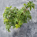 Acer palmatum ‘Sagara Nishiki’ – Yellow Variegated Japanese Maple Live Tree | 30–40 Inches Tall | Rare Collector Maple | #3 Container Size