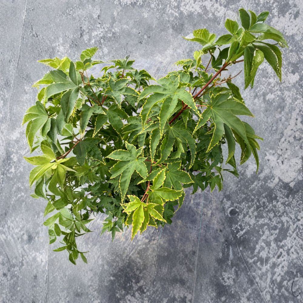 Acer palmatum ‘Sagara Nishiki’ – Yellow Variegated Japanese Maple Live Tree | 30–40 Inches Tall | Rare Collector Maple | #3 Container Size