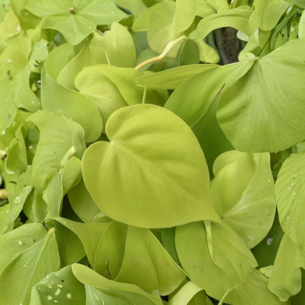 Neon Cordatum – Philodendron hederaceum Live Plant | 4 Inch Pot | Tropical Houseplant | Bright Neon Foliage | Indoor Friendly | Easy to Grow