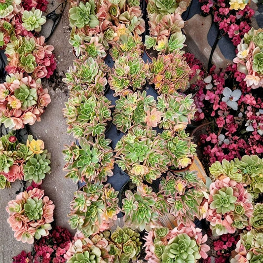 Sweet Tea Aeonium Live Succulent Plant – 1 Plant | Imported Aeonium | Bare Root | Rosette Succulent | Rare Collector Plant | Easy Care
