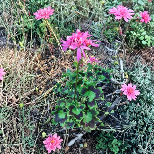 Rare Spiky Pink Bloom Cluster Pelargonium Geranium – 6 Inch Live Plant Cutting | Unusual Salmon Pink Flowers | Easy Care Flowering Plant | Garden & Patio Plant