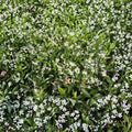 Star Jasmine Live Plant – Trachelospermum jasminoides | #3 Container | Fragrant White Flowering Vine | Evergreen Climber