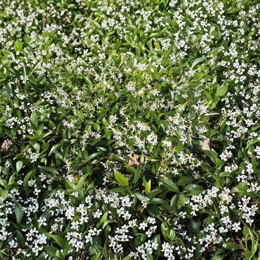 Star Jasmine Live Plant – Trachelospermum jasminoides | #3 Container | Fragrant White Flowering Vine | Evergreen Climber