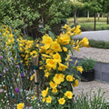Carolina Jessamine Plants – Gelsemium sempervirens | 15 Live Vines in 3.5" Pots | Yellow Jasmine Climbing Vine | Outdoor Garden