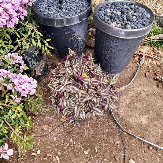 Tradescantia Zebrina Purple Live Cuttings – 10 Fresh Unrooted Stems | Wandering Jew | Purple Silver Striped Trailing Houseplant | Easy Propagation