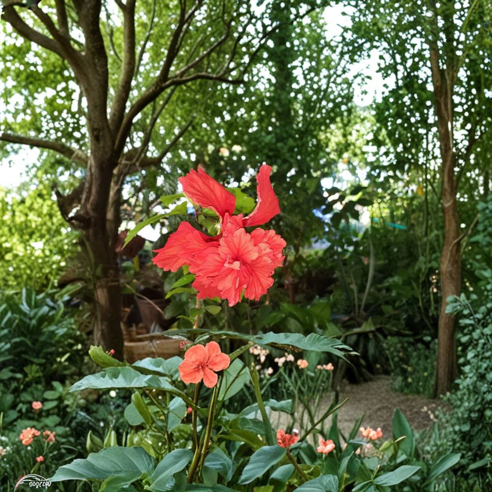 El Capitolio Red Lion's Tail Hibiscus – Hibiscus rosa-sinensis Live Rooted Plant | Bare Root | Tropical Flowering Shrub | Easy to Grow