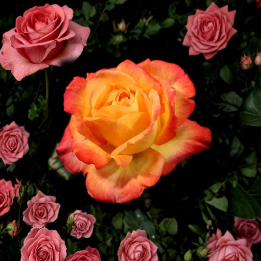 Rio Samba Rose Live Plant – Yellow Orange Hybrid Tea Rose | 20–25 Inch Rose Bush | Color-Changing Blooms | Long-Stem Rose | Ships Without Pot