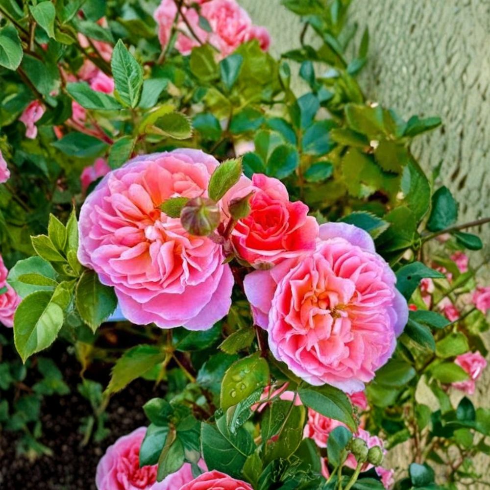 Pink Drift Rose – Rosa 'Pink Drift' Live Bare Root Plant | Easy Care Groundcover Rose | Continuous Blooms | Border & Container Friendly