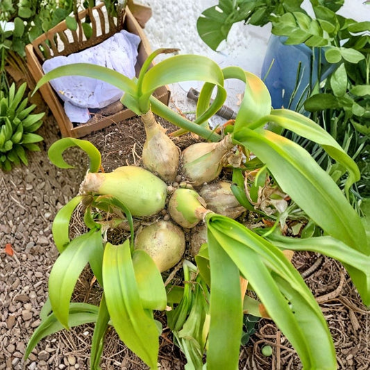 Albuca Bracteata Pregnant Onion Live Plant | 1 Rooted Baby Bulb | Ornithogalum caudatum | Rare Succulent Bulb Plant | Unique Gift