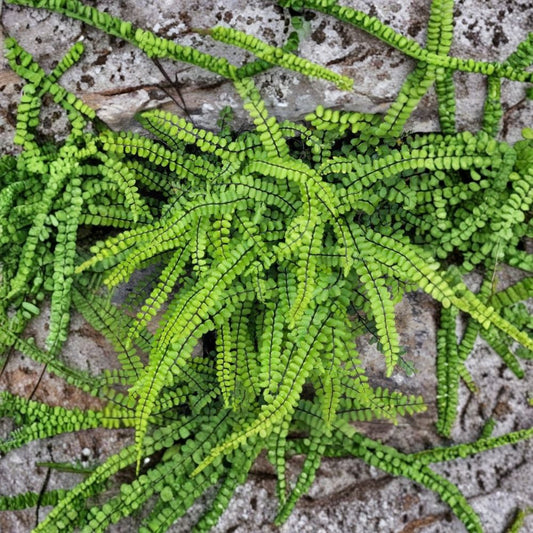 Maidenhair Spleenwort Fern – Asplenium trichomanes Live Bare Root Rhizomes | Set of 5 | Hardy Evergreen Shade Fern | Woodland Garden Plant
