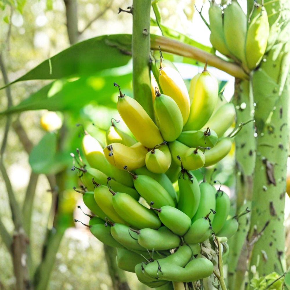 Gran Nain Banana Tree – Musa 'Grand Nain' Live Starter Plug | 3–6 Inches Tall | Bare Root Banana Plant | Fast Growing Tropical Fruit Tree