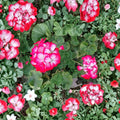 Red White Geranium Cuttings – Pelargonium Zonal | 2 Live 6 Inch Cuttings | Rare Bi-Color Blooms | Patio & Container Plant | Easy to Root