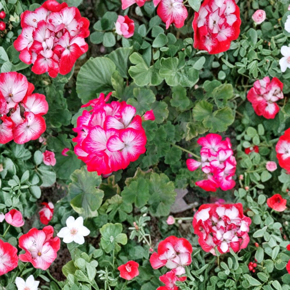 Red White Geranium Cuttings – Pelargonium Zonal | 2 Live 6 Inch Cuttings | Rare Bi-Color Blooms | Patio & Container Plant | Easy to Root